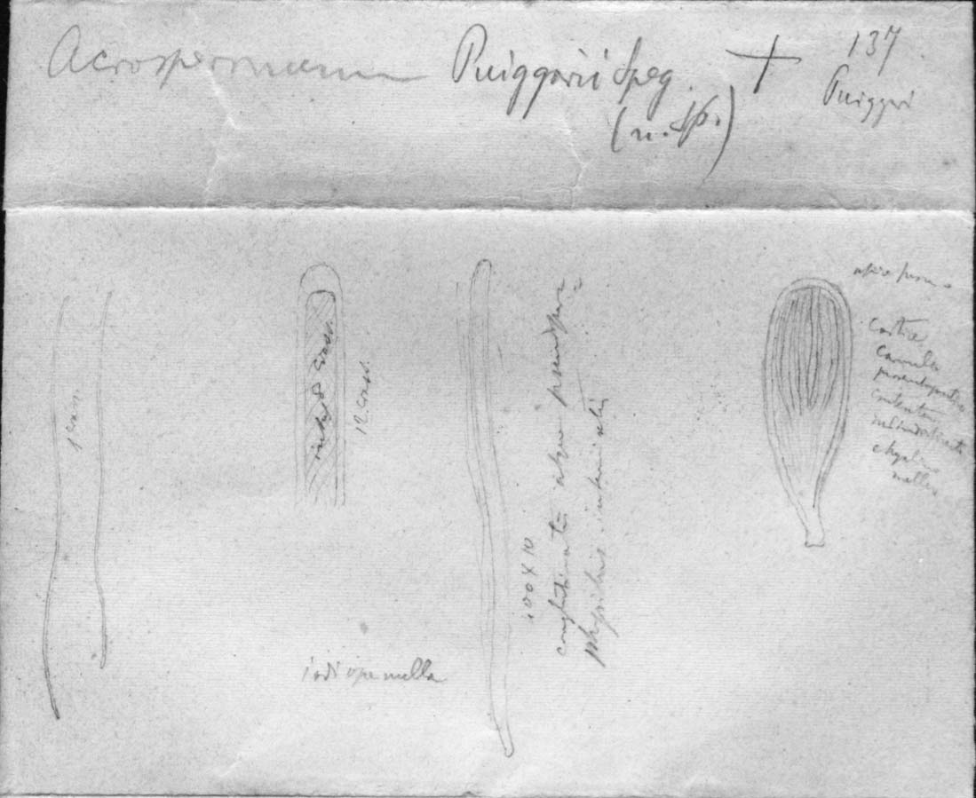 dibujo de Acrospermum puiggarii Speg.