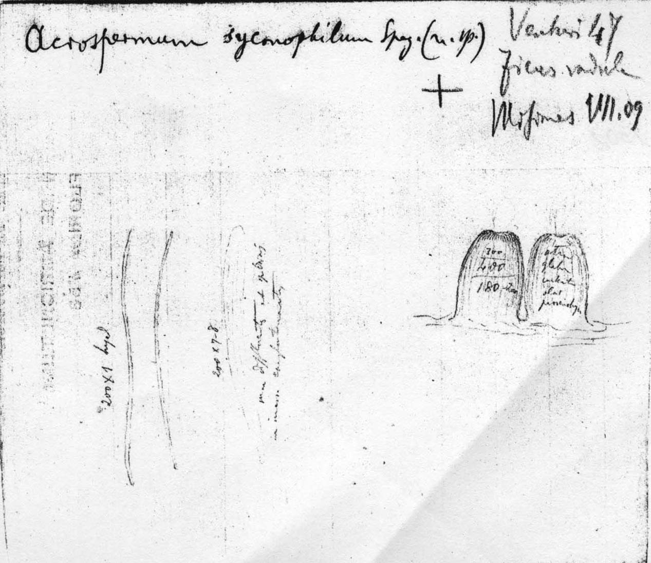 dibujo de Acrospermum syconophilum Speg.