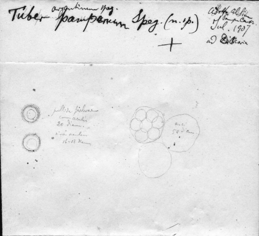 dibujo de Tuber argentinum var. pamparum Speg.