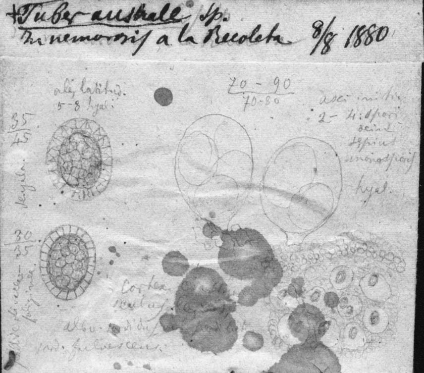 dibujo de Tuber australe Speg.