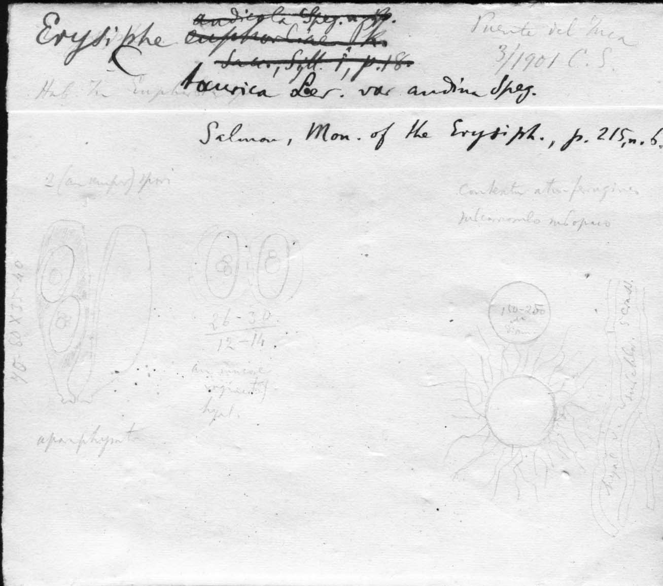 dibujo de Erysiphe taurica var. andina Speg.