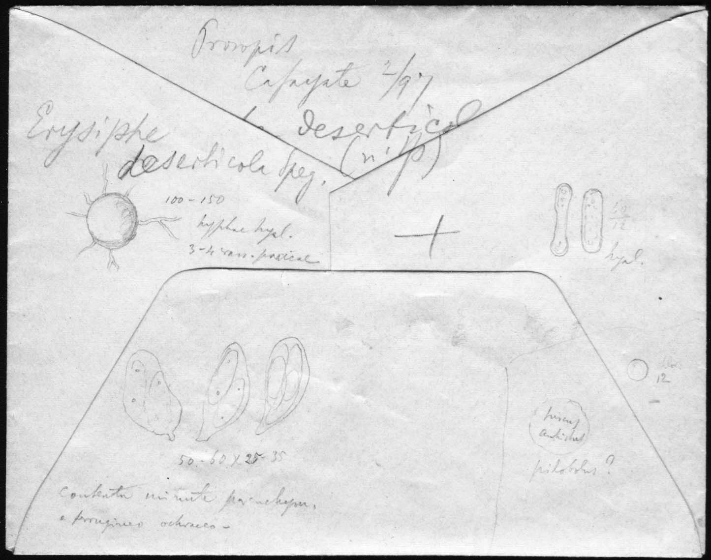 dibujo de Erysiphe deserticola Speg.