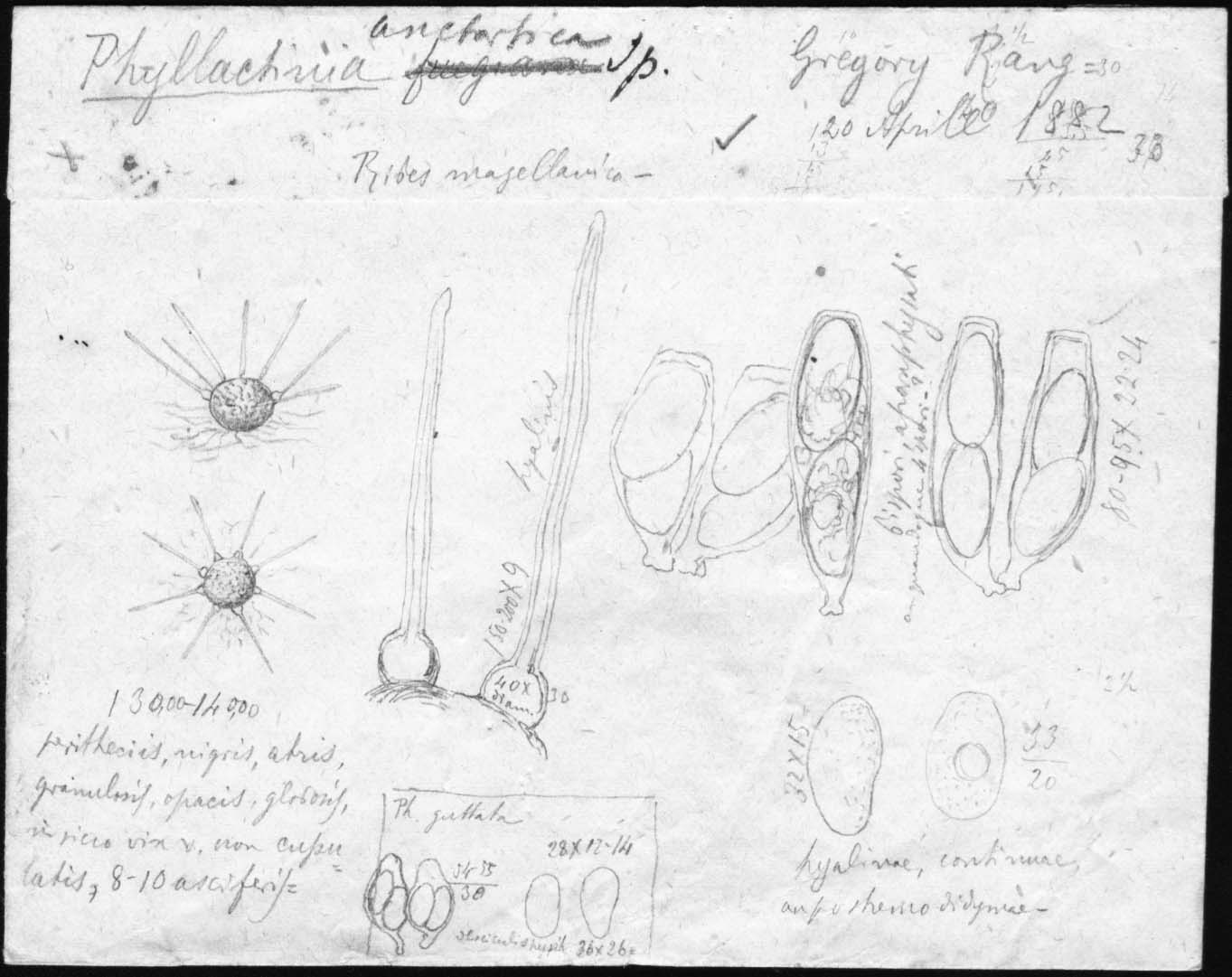 dibujo de Phyllactinia antarctica Speg.