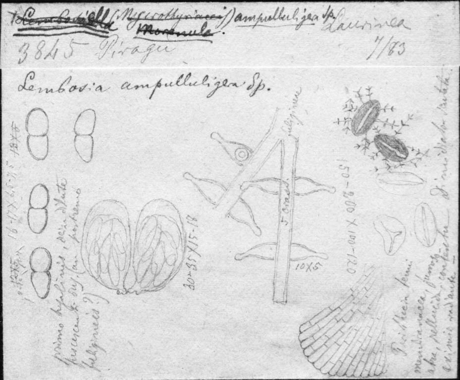 dibujo de Morenoella ampulluligera Speg.