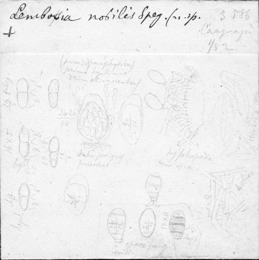 dibujo de Lembosia nobilis Speg.