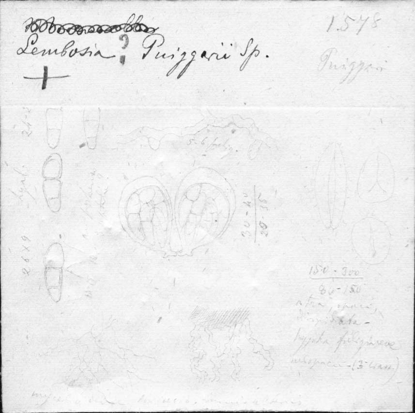 dibujo de Lembosia puiggarii Speg.