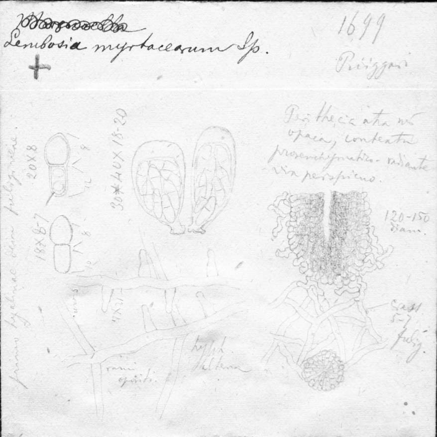 dibujo de Lembosia myrtacearum Speg.