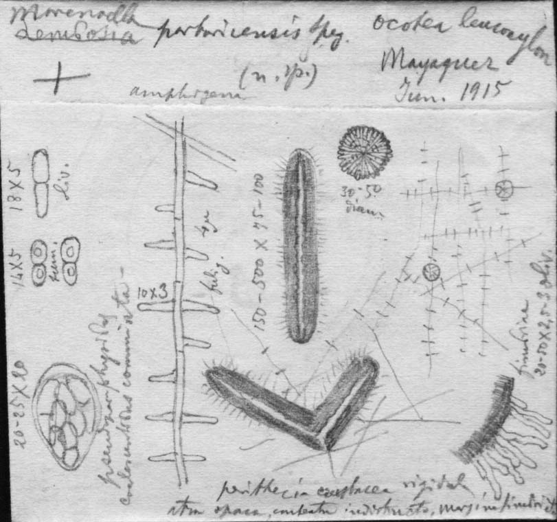 dibujo de Morenoella portoricensis Speg.