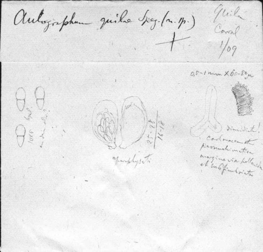 dibujo de Aulographum chusqueae Speg.