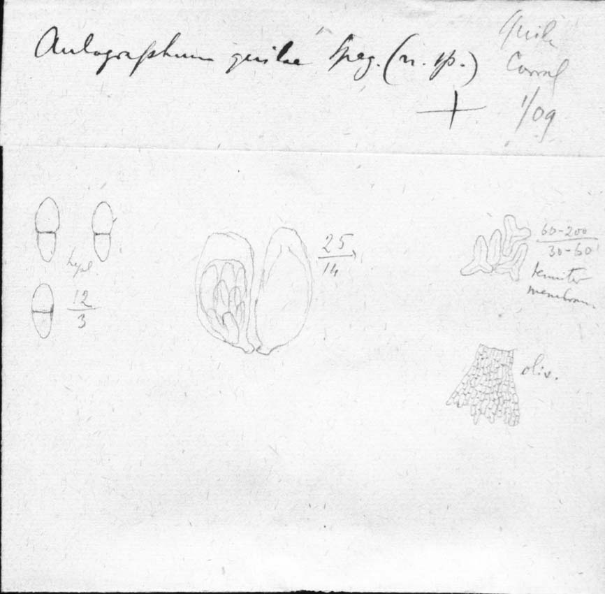 dibujo de Aulographum chusqueae Speg.