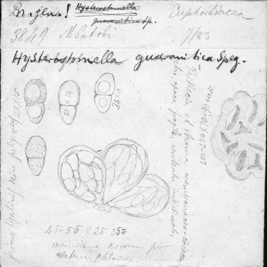 dibujo de Hysterostomella guaranitica Speg.
