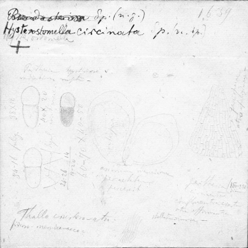 dibujo de Hysterostomella circinata Speg.
