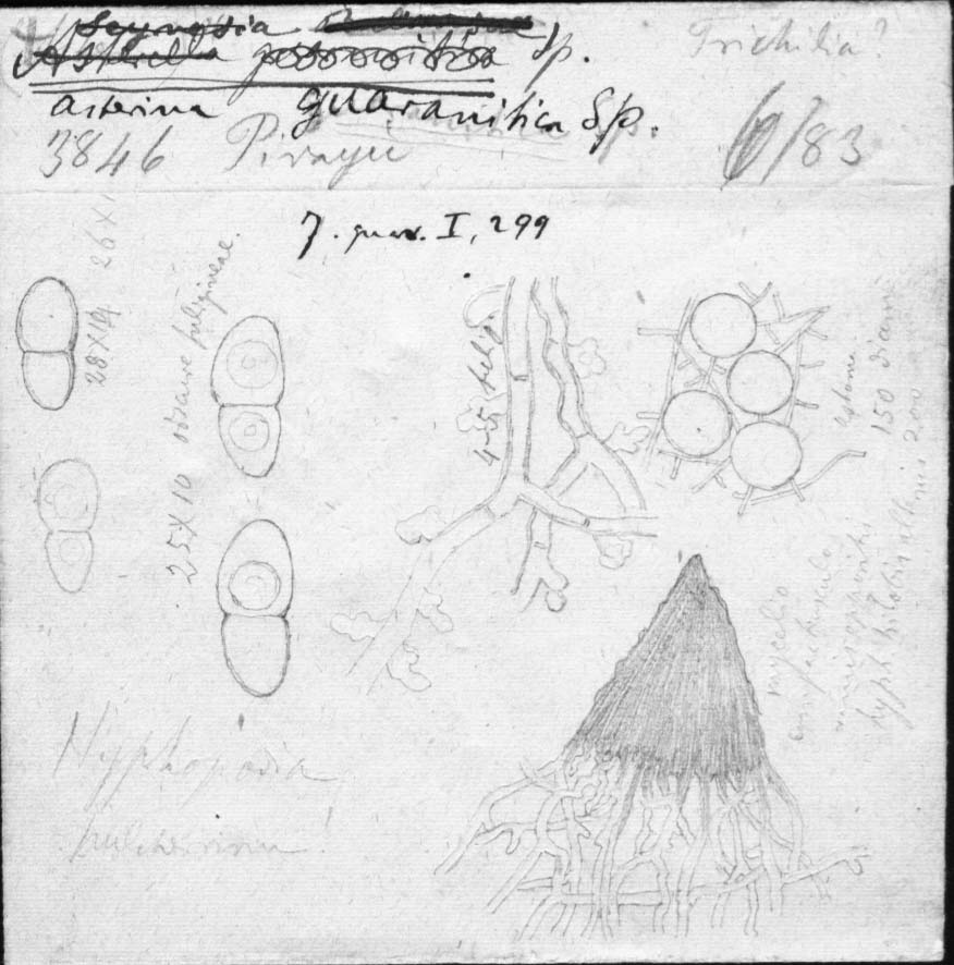dibujo de Seynesia guaranitica Speg.