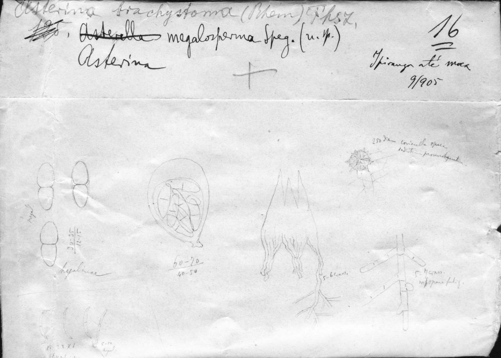 dibujo de Asterina megalosperma Speg.