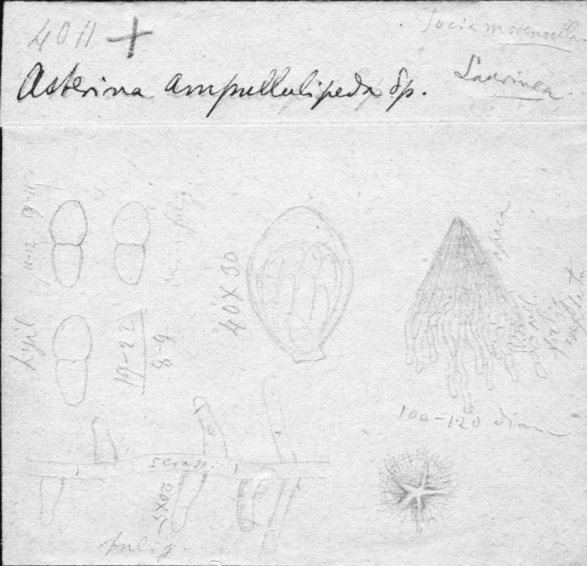 drawing of Asterina ampullulipeda Speg.