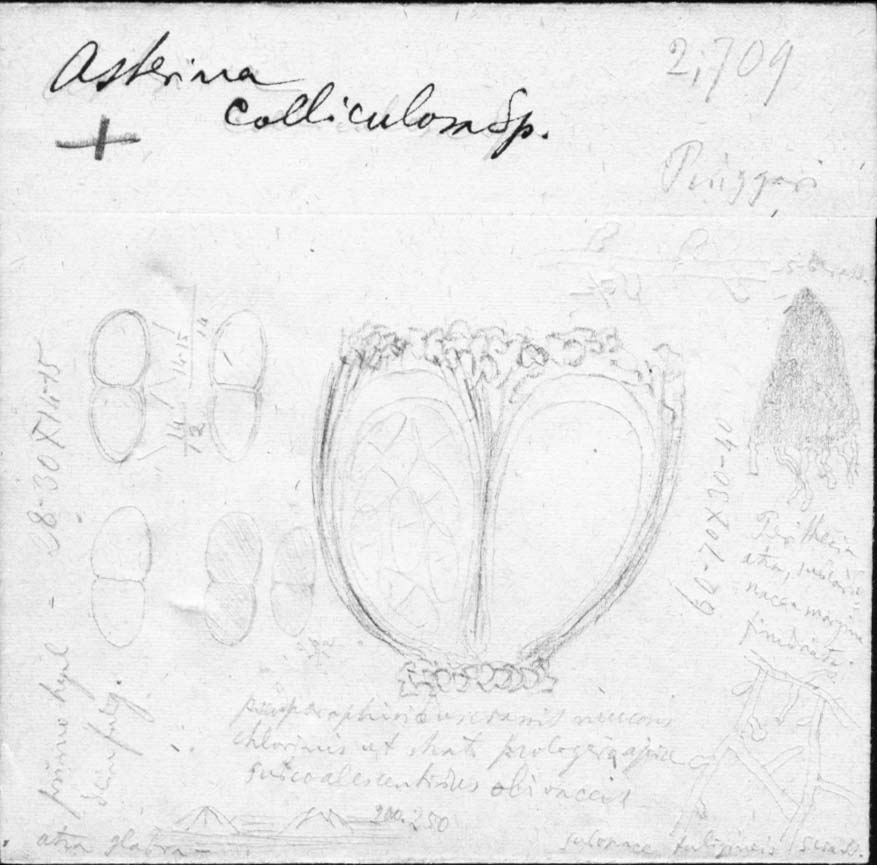 dibujo de Asterina colliculosa Speg.