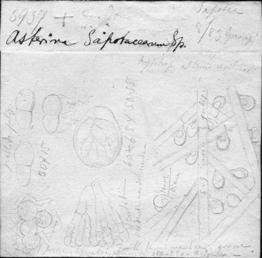 dibujo de Asterina sapotacearum Speg.