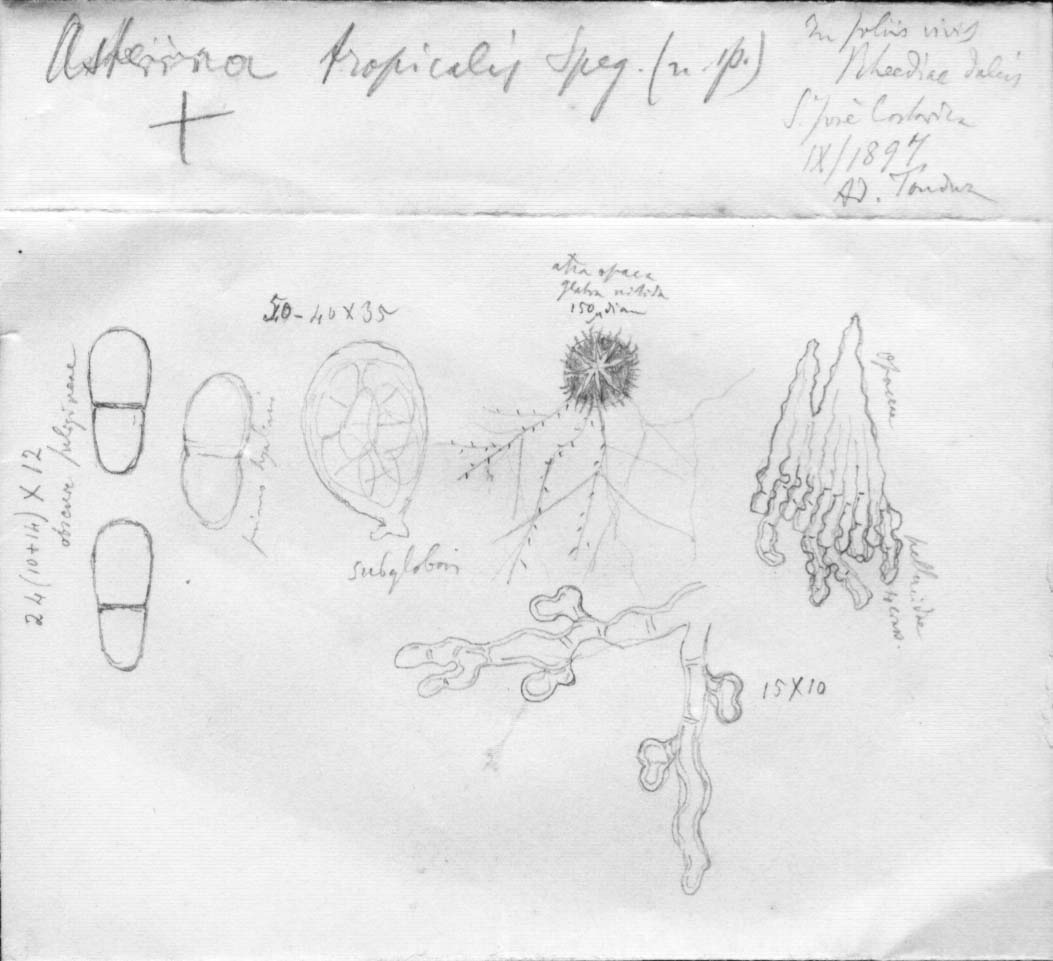 dibujo de Asterina tropicalis Speg.
