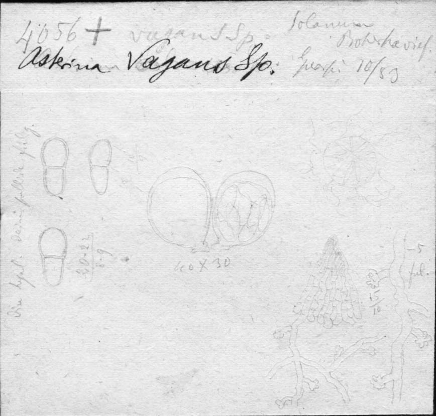 dibujo de Asterina vagans Speg.