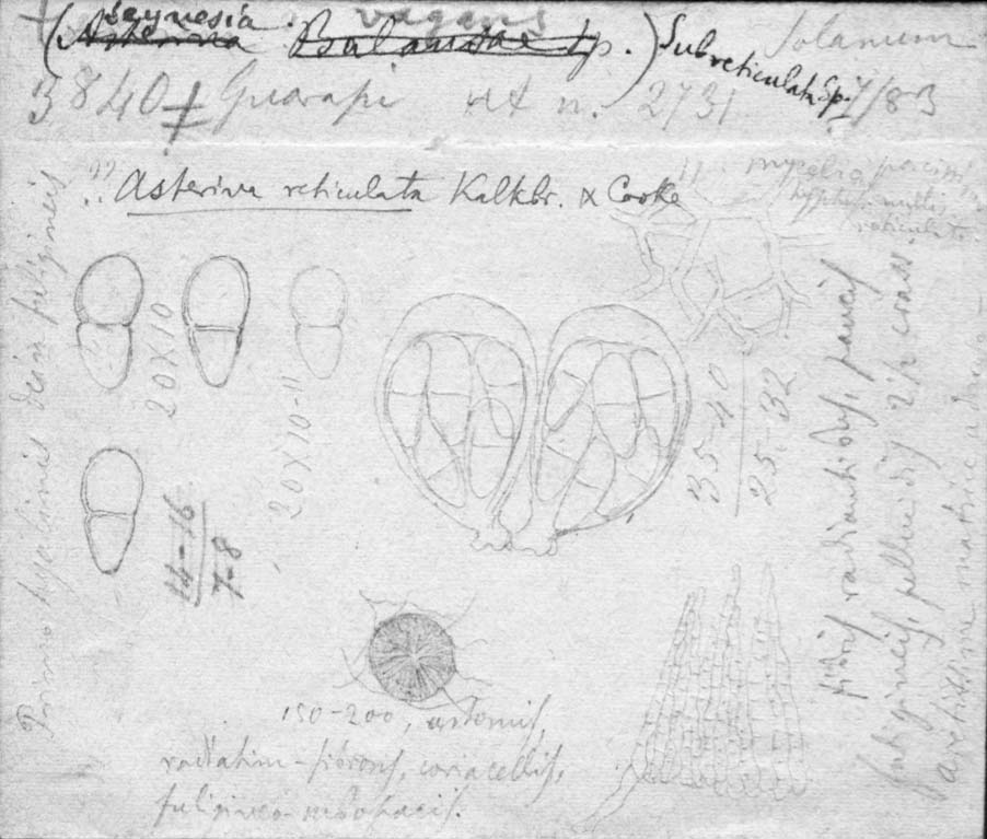 dibujo de Asterina subreticulata Speg.