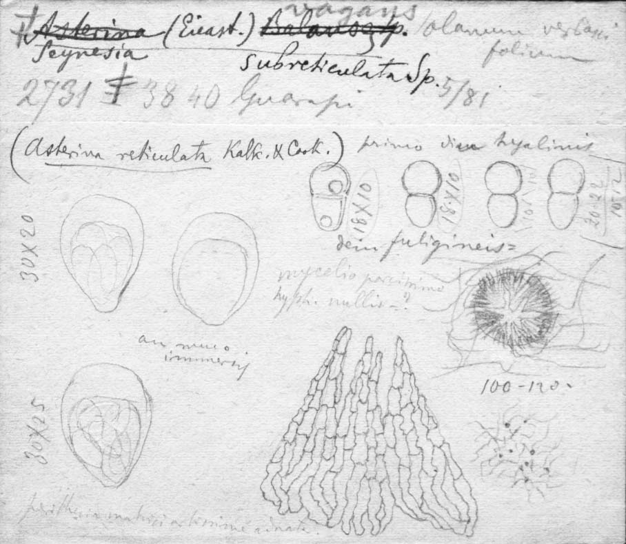 dibujo de Asterina subreticulata Speg.