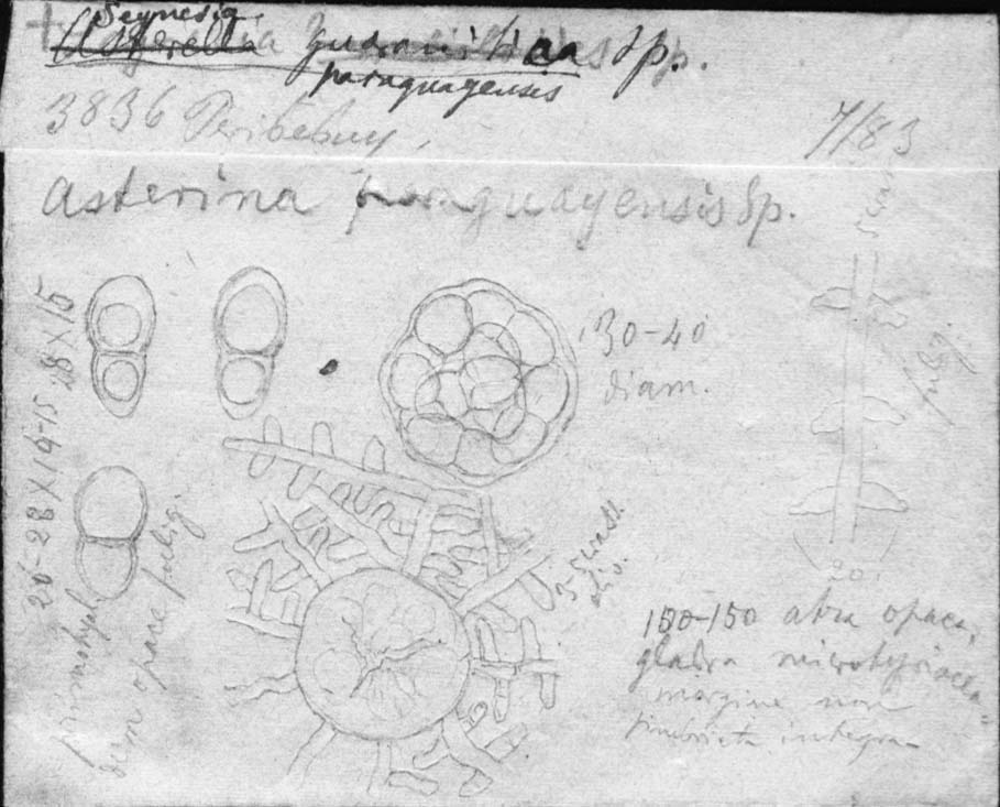 dibujo de Asterina paraguayensis Speg.