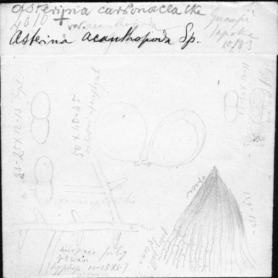 dibujo de Asterina acanthopoda Speg.