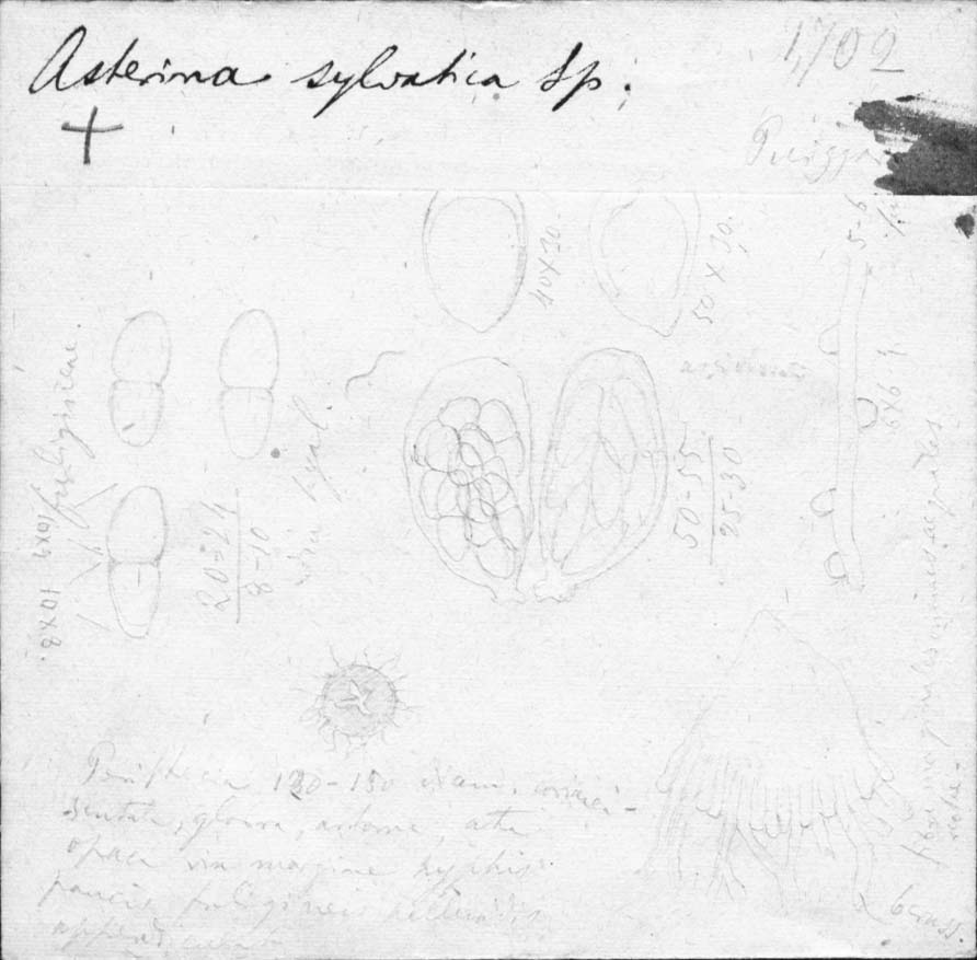 dibujo de Asterina sylvatica Speg.