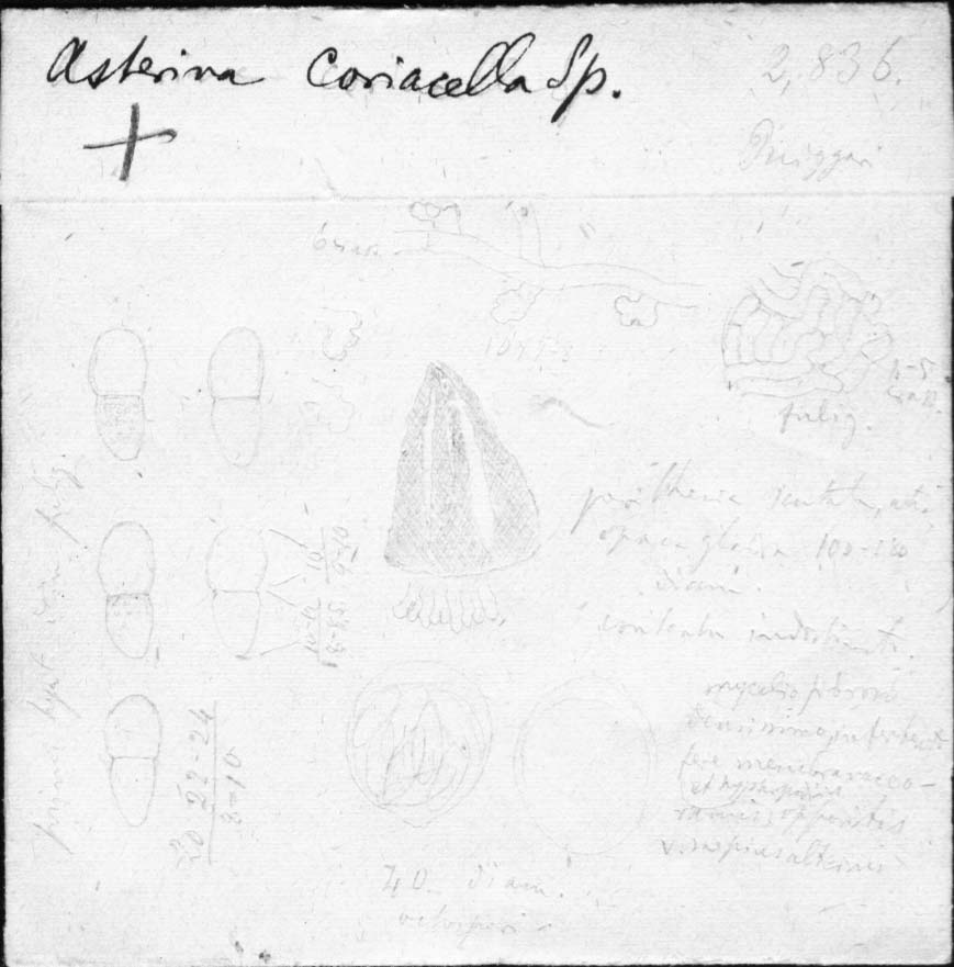 dibujo de Asterina coriacella Speg.