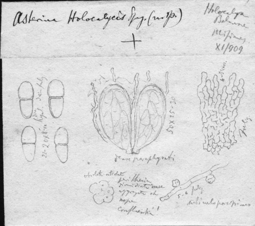 dibujo de Asterina holocalycis Speg.