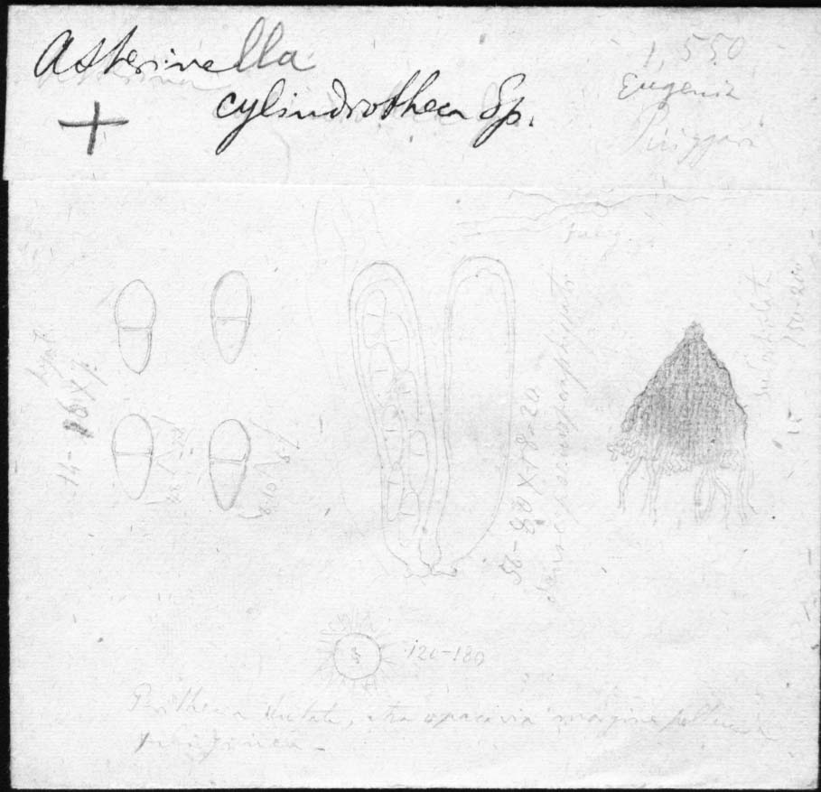 drawing of Asterina cylindrotheca Speg.