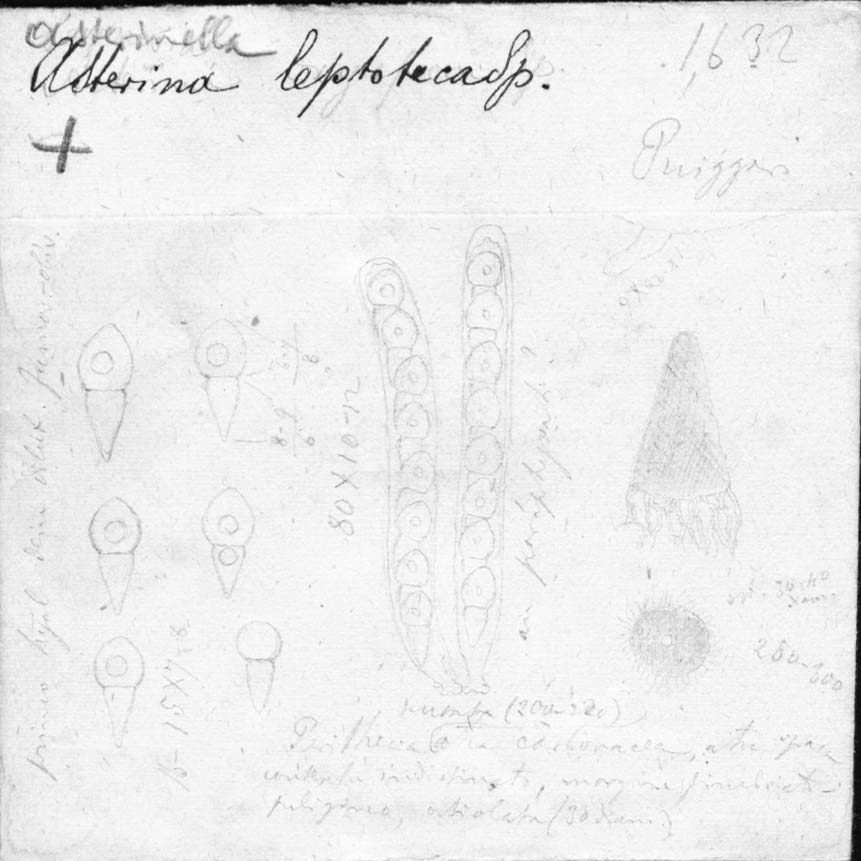 dibujo de Asterina leptotheca Speg.