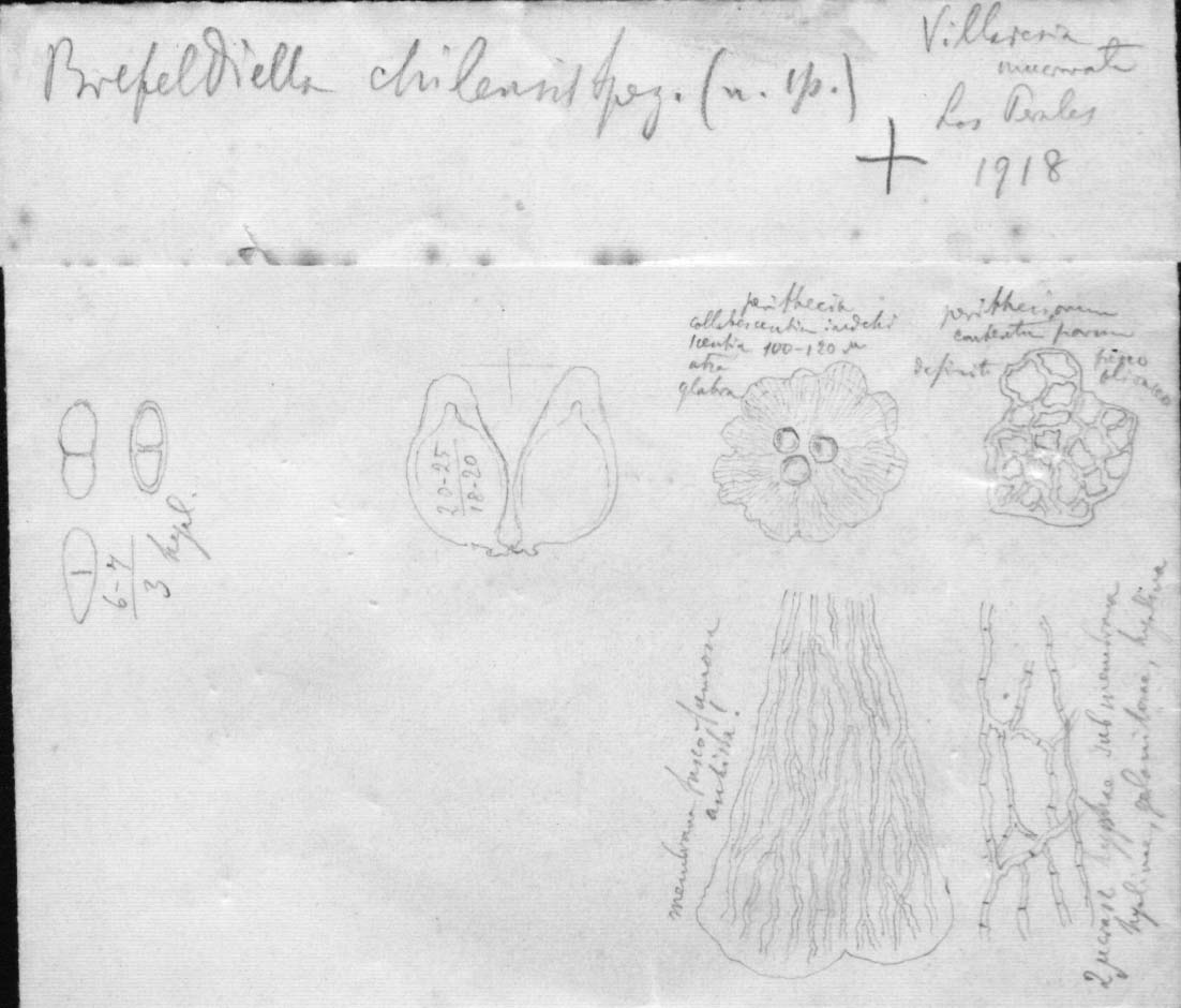 dibujo de Brefeldiella chilensis Speg.