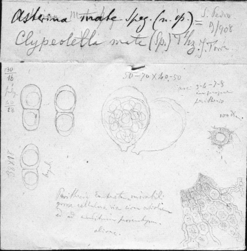 dibujo de Asterina mate Speg.