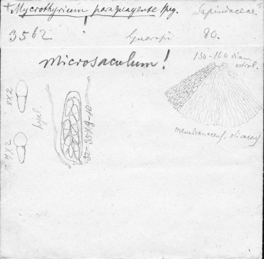 dibujo de Microthyrium paraguayense Speg.