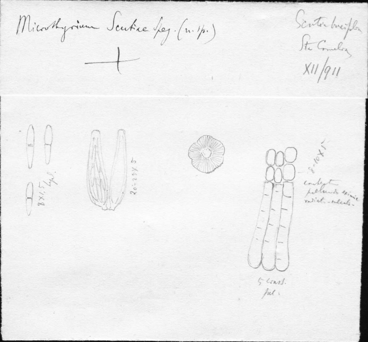 dibujo de Microthyrium scutiae Speg.