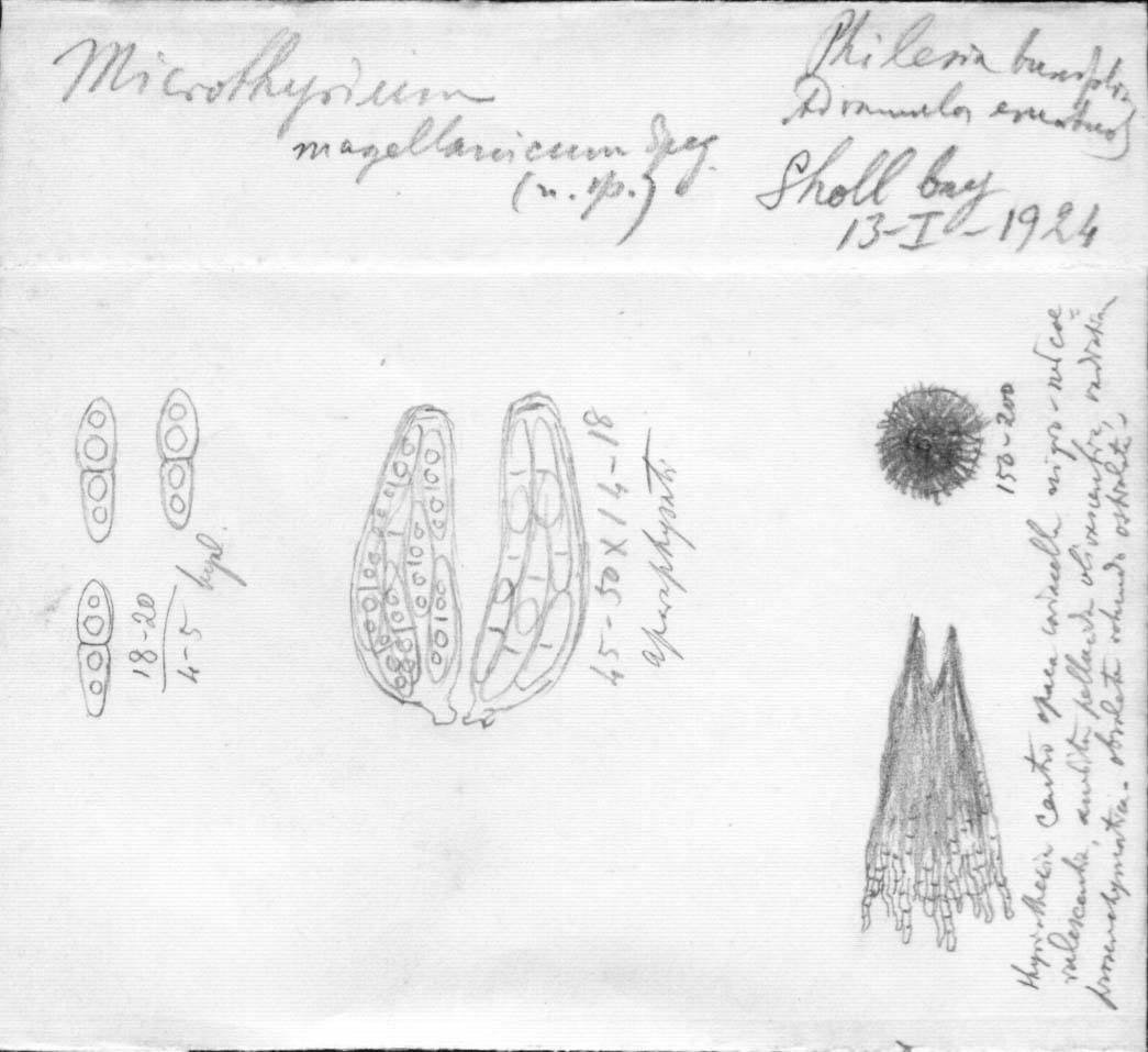 dibujo de Microthyrium magellanicum Speg.