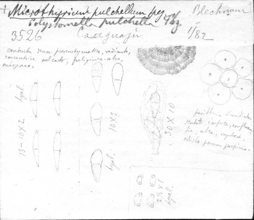 dibujo de Microthyrium pulchellum Speg.