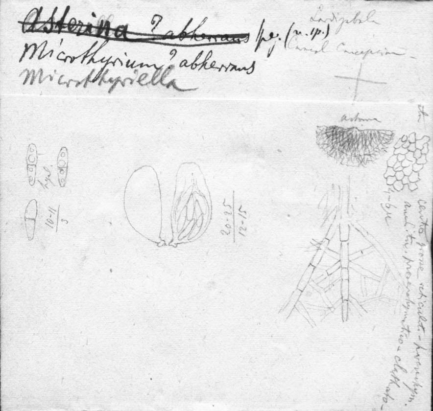 dibujo de Microthyrium aberrans Speg.