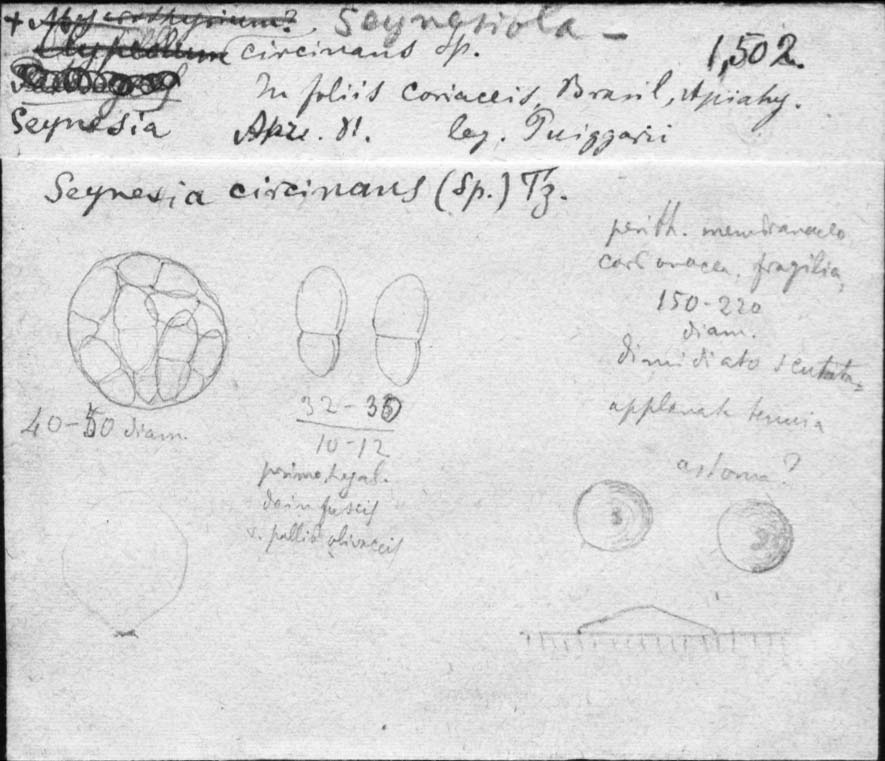 dibujo de Microthyrium circinans Speg.