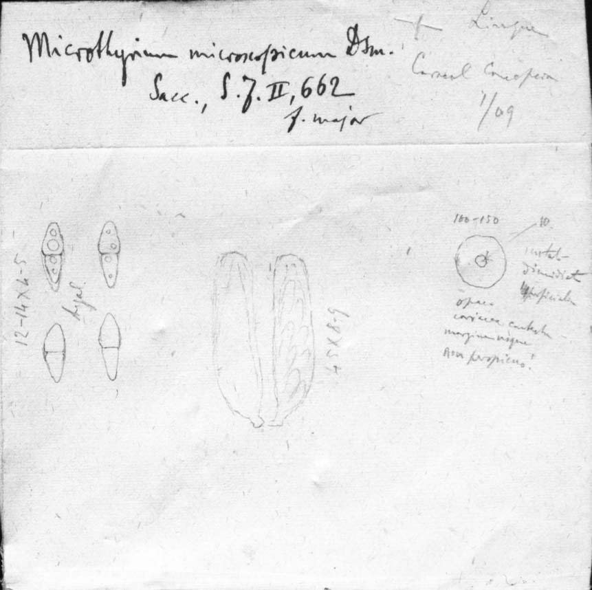 dibujo de Microthyrium microscopicum forma maius Speg.