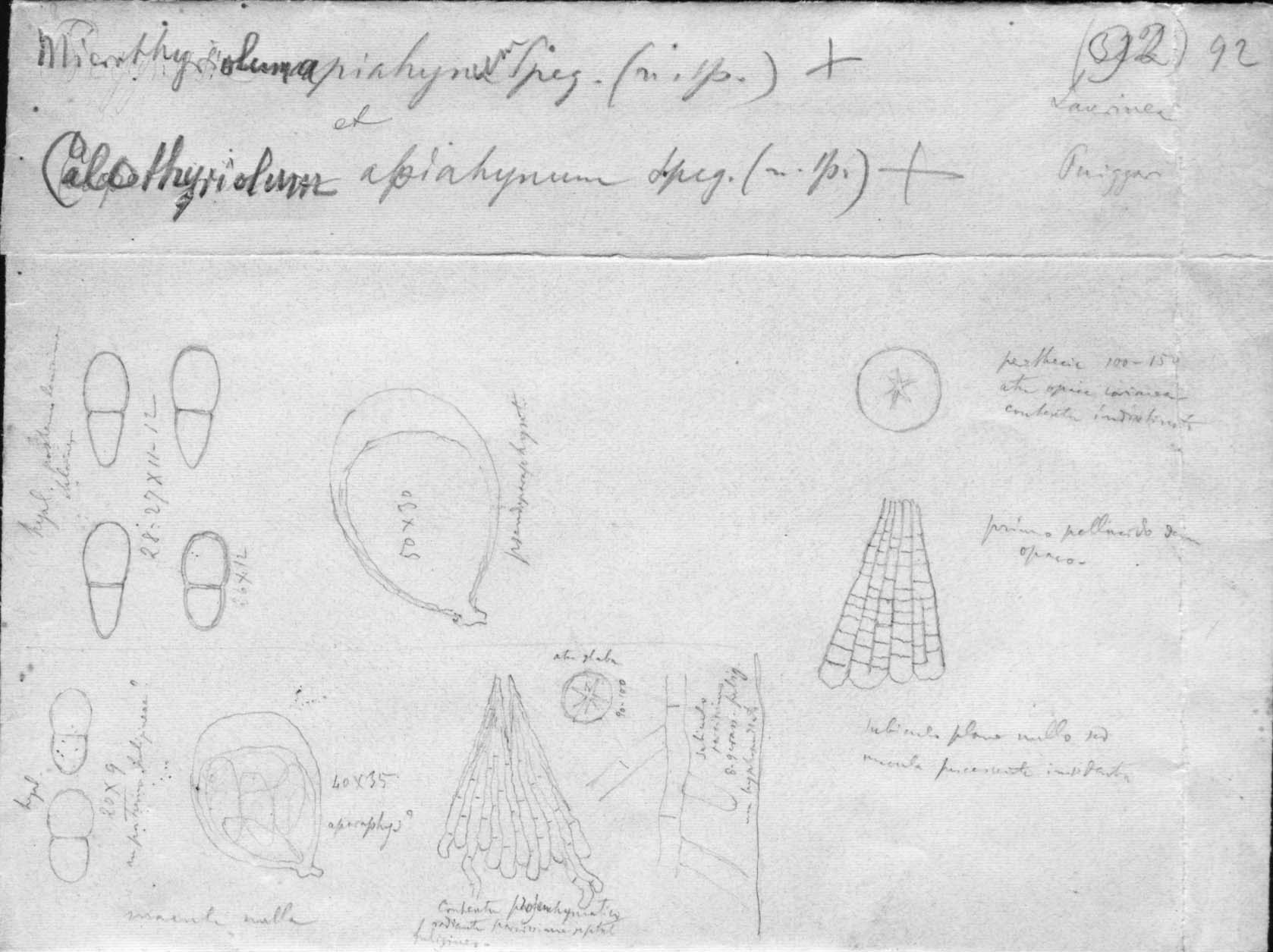 dibujo de Microthyriolum apiahynum Speg.