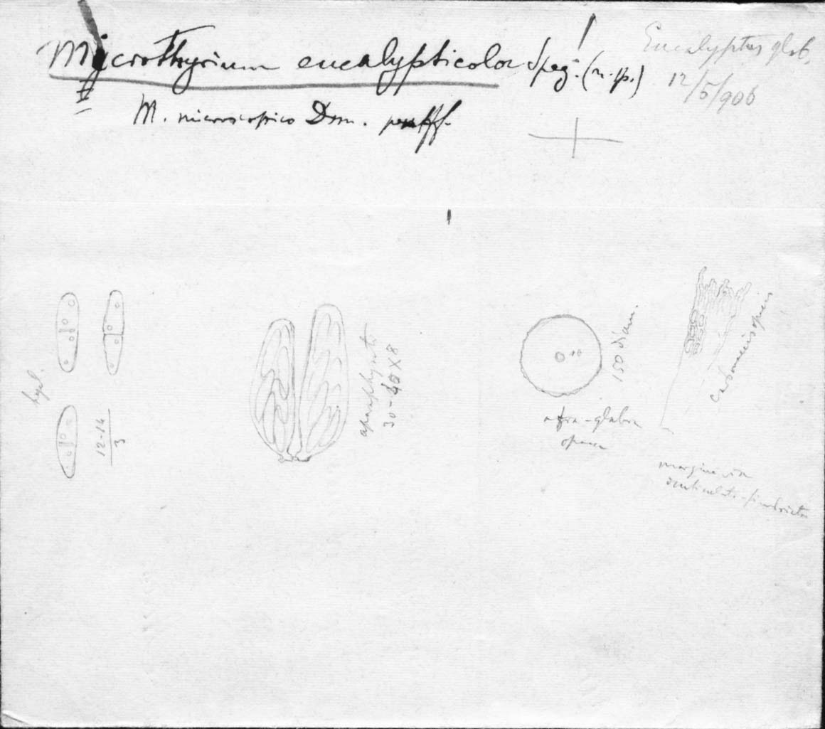 dibujo de Microthyrium eucalypticola Speg.
