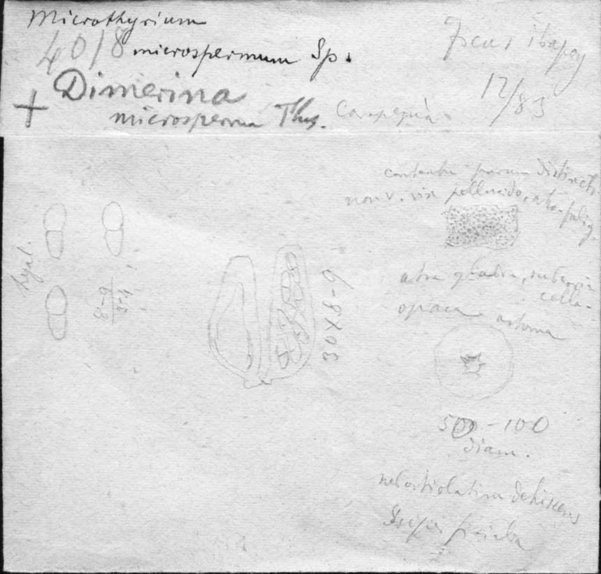 dibujo de Microthyrium microspermum Speg.
