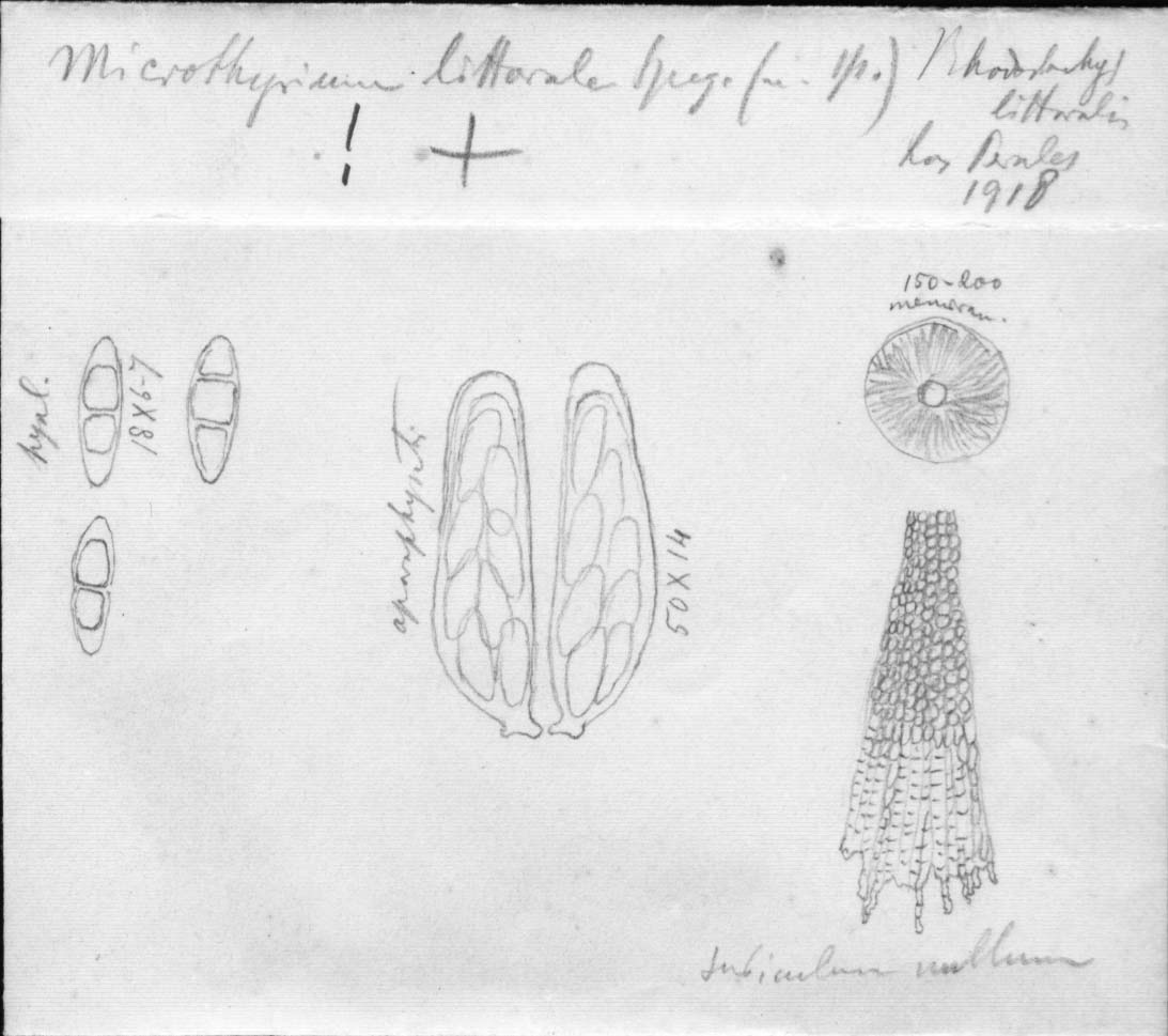 dibujo de Microthyrium litorale Speg.
