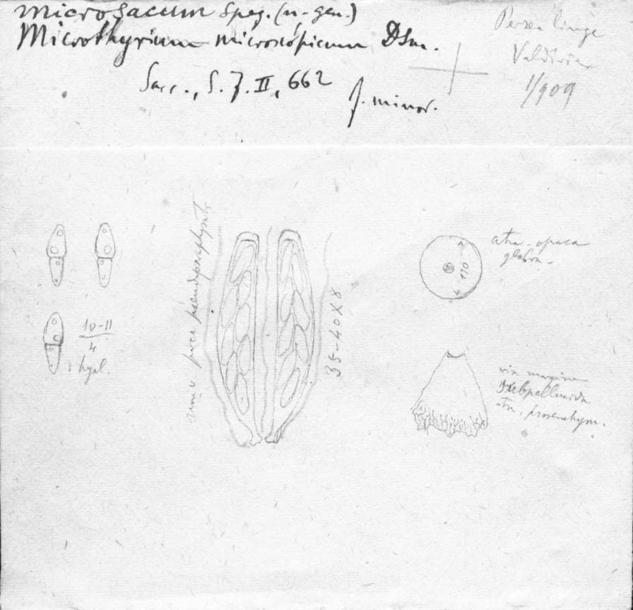 dibujo de Microthyrium microscopicum forma minus Speg.