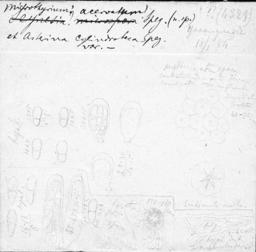 dibujo de Microthyrium acervatum Speg.