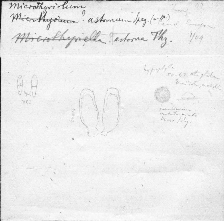 dibujo de Microthyrium astomum Speg.