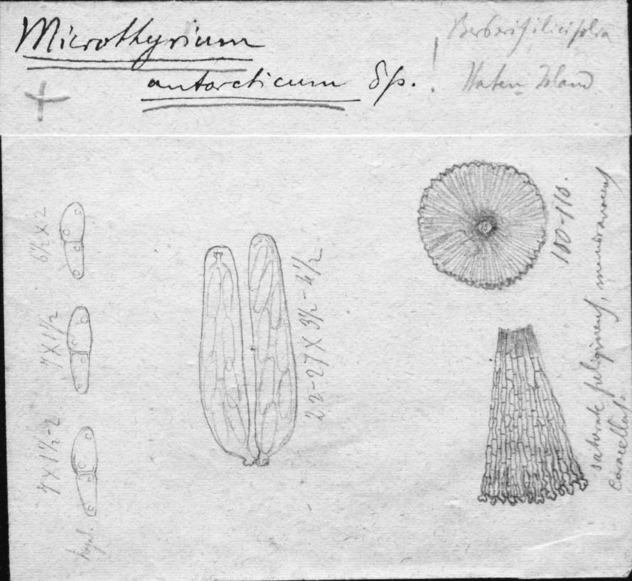 dibujo de Microthyrium antarcticum Speg.