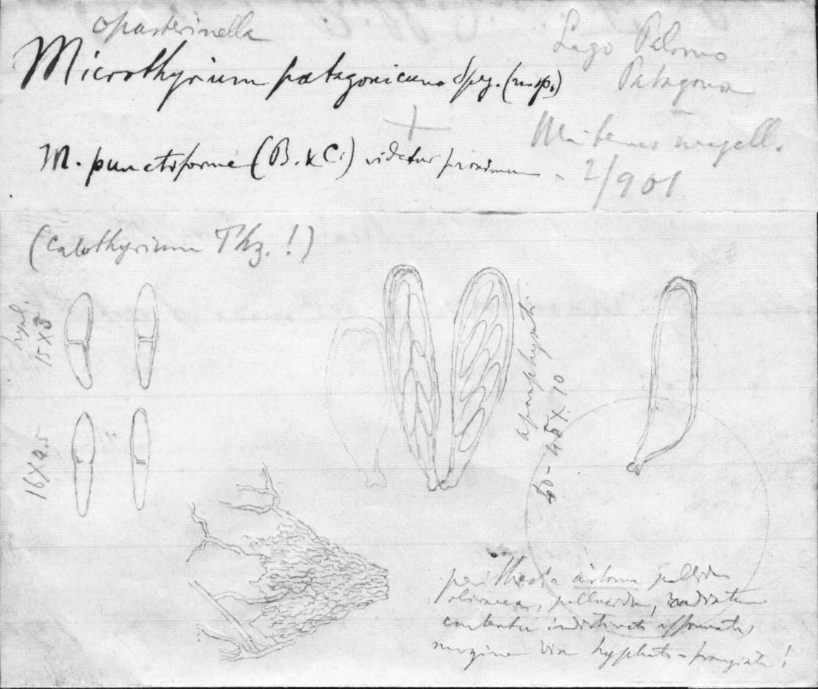 dibujo de Microthyrium patagonicum Speg.